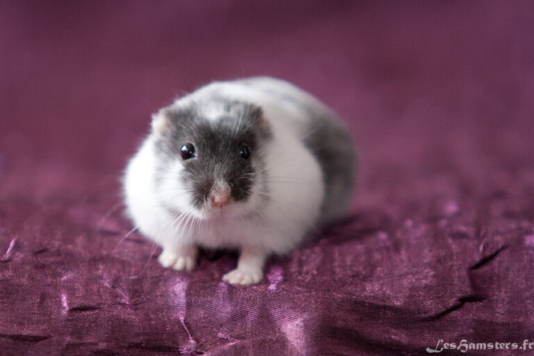 Hamster Nain Le Guide Complet Pour Bien Le Conna tre hamster-nain-le-guide-complet-pour-bien-le-conna-tre