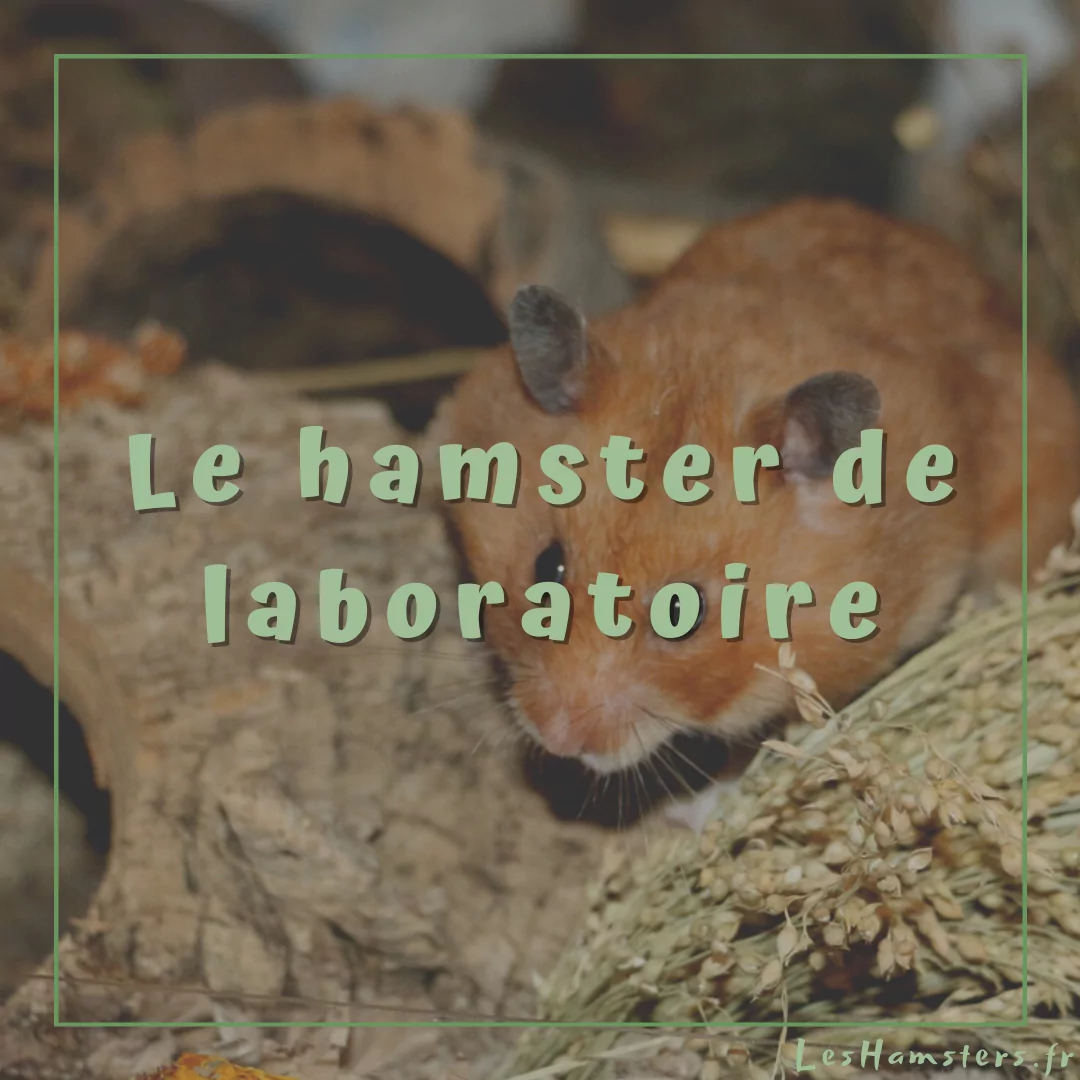 Le hamster de laboratoire