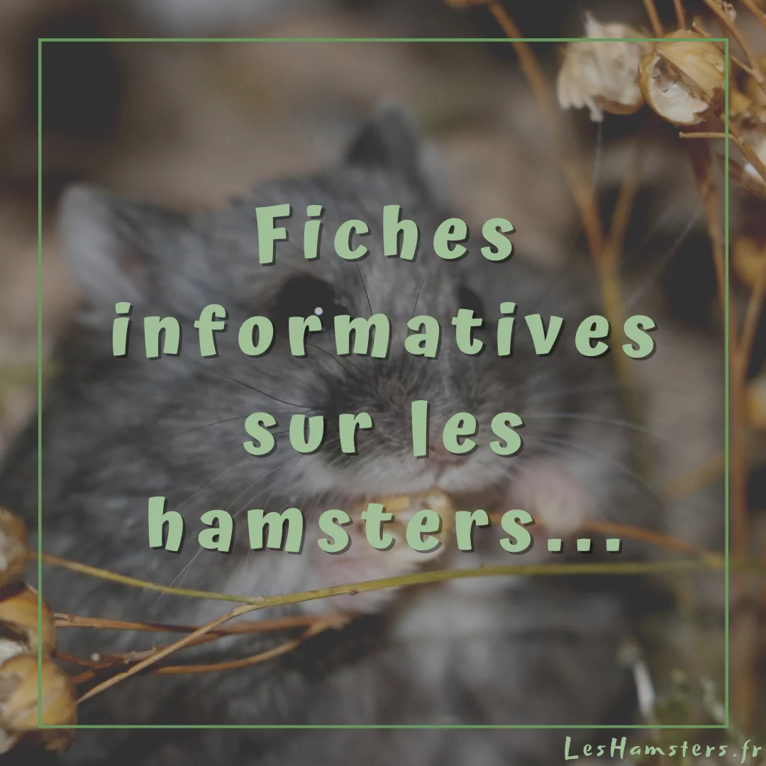 Fiches informatives sur les hamsters