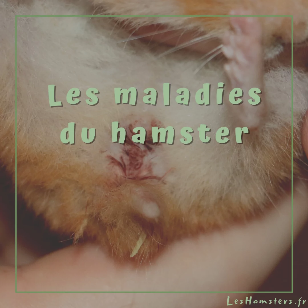 Les maladies du hamster