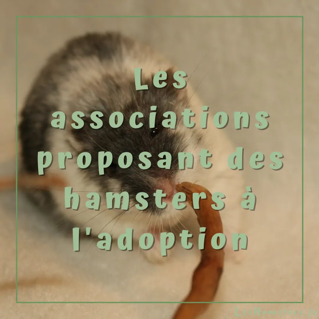 Les associations Nac ou non proposant des hamsters à l’adoption