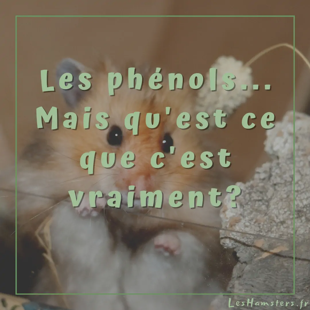 Les phénols… Mais qu’est ce que c’est vraiment?