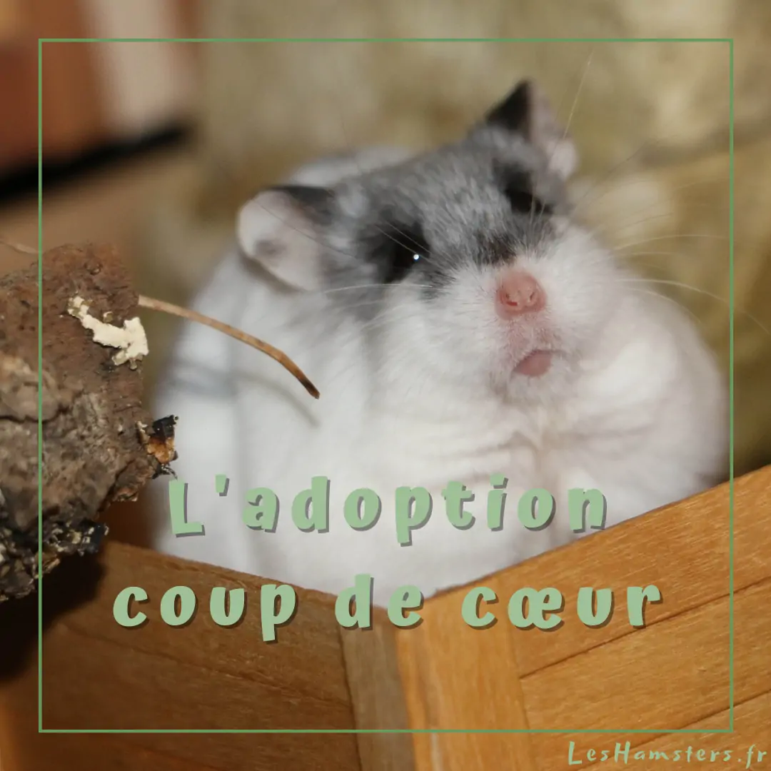 L’adoption coup de cœur